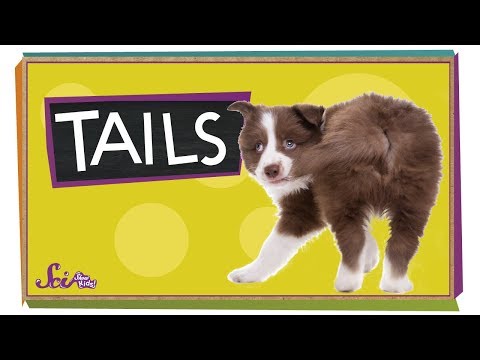 Why do animals have tails?