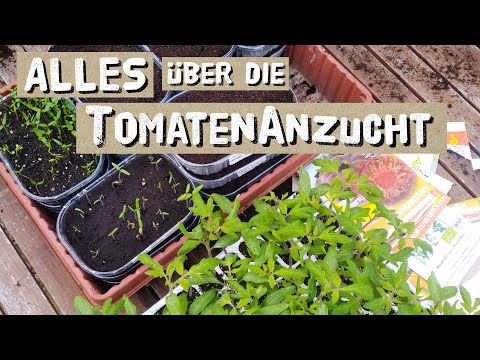 , title : 'Tomaten - Aussaat und  Anzucht - 17 Tipps vom Profi - Tomaten anbauen im März'