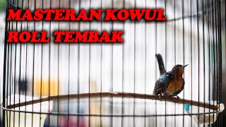 Download lagu MASTERAN KOLIBRI WULUNG ROLL TEMBAK mp3 Download lagu MASTERAN KOLIBRI WULUNG ROLL TEMBAK mp3