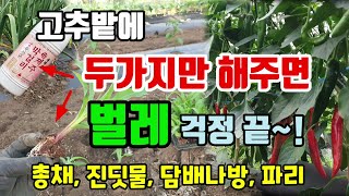 고추밭에 두가지만 해주면 손까딱안해도 벌레 싹 사라집니다 고추밭에 옥수수심는 이유 #벌레퇴치방법 #고추키우기