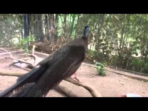 image-Do female peacocks call?