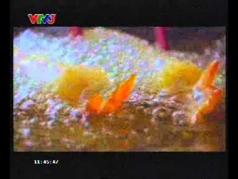 04 08 13 KNORR Seasoning Powder NAU NGON NHU VUA DAU BEP 5s TVC Archives