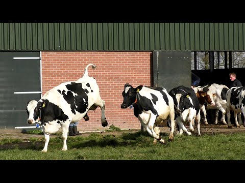 , title : 'Het is lente! Weidegang: koeien weer naar buiten. Koeiendans!'