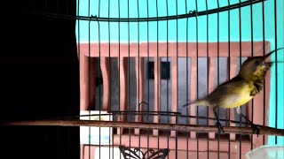 Download lagu CUKUP 1 MENIT!! SOGON MANAPUN PASTI NYAUT DAN IKUT GACOR mp3