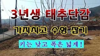 [텃밭농부 2,148]  3년생 어린 태추단감나무. 가지 치고 수형잡는 방법! #단감재배 #태추단감