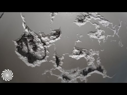 Contineum - Natural Order