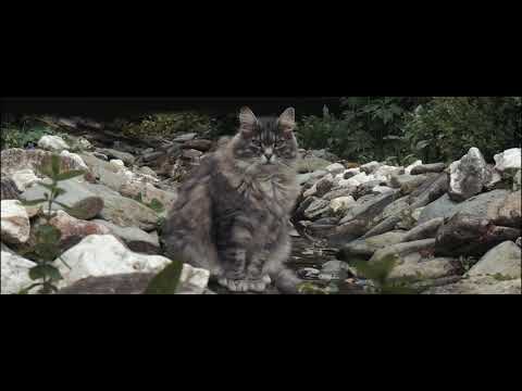 O oază de liniște și confort în inima munților Apuseni !