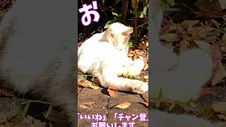 朝から一生懸命にナメナメするネコがかわいい　　　猫」「CAT & PEACE」  #猫動画 #ネコ #ネコムート  #ねこ動画 #野良猫 #かしわねこ  #cat #三毛猫 #ねこ  #子ネコ