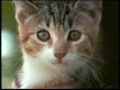 Nick Jr Commercials April 13 2000