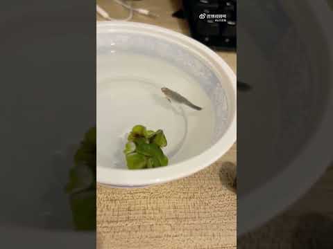 男子晒自己养的鱼，看它刚生了一只出来，结果...网友:怪不得我一窝小鱼一条都没了 #大熱門 #共鳴