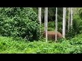കാട്ടാന ഭീഷണിയിൽ വയനാട് നടവയൽ പുഞ്ചവ