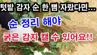 텃밭 감자 순 한 뼘 자랐다면 싹 정리해야 굵은 감자 캘 수 있어요.(감자 심기, 감자 재배, 감자 싹 정리…