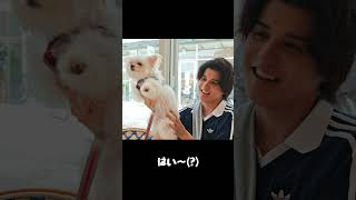 しゅうまいが賢い理由 #shorts