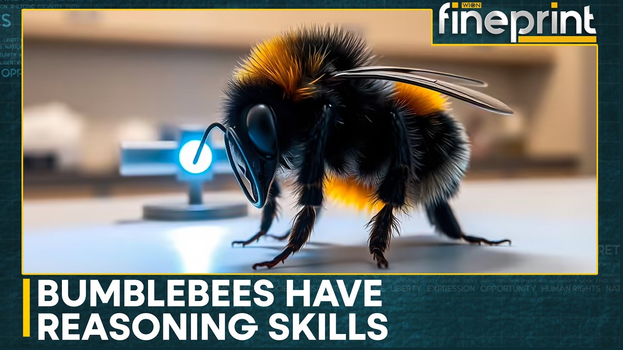 Tiny Brain, Big Intelligence? Bumblebees Show Skills Once Thought Unique To Humans | WION Fineprint