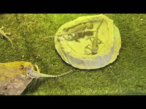 Dragon Video