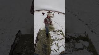 Man is Cowboy Surfing, feeding the horses off the back of his pickup!