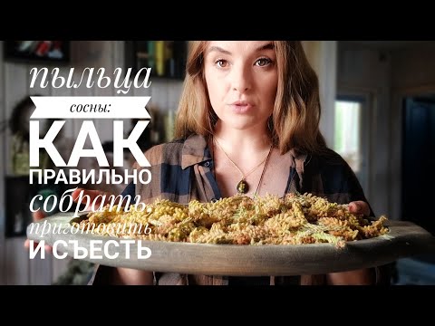 Вы ещё успеете собрать ценный лесной дар - пыльцу сосны!