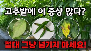 고추잎이 누렇게 변하고 쭈글쭈글하다면? 칼슘 부족 현상 이렇게 잡으세요!