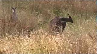 preview picture of video 'Eastern Grey Kangaroo - [Macropus giganteus] (1)'