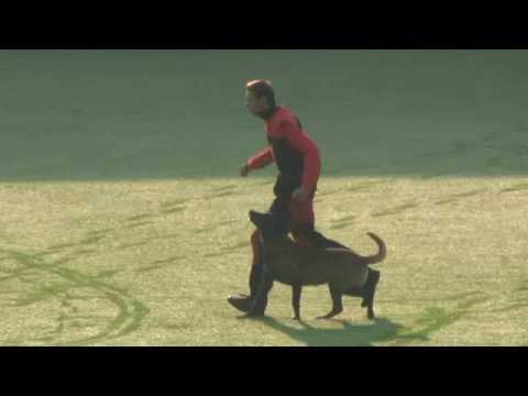 D´Artagnan Lebensborn - 19.-21.6.2015 FCI Championship Roudnice nad Labem - obedience 91 points