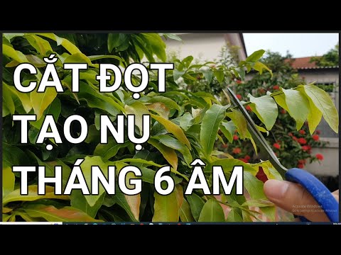 🔴 QBS22228 - CẮT CHẶN ĐỌT THÁNG 6 ÂM TẠO MẦM HOA  0942456100 || CHĂM SÓC MAI VÀNG THÁNG 6 ÂM LỊCH