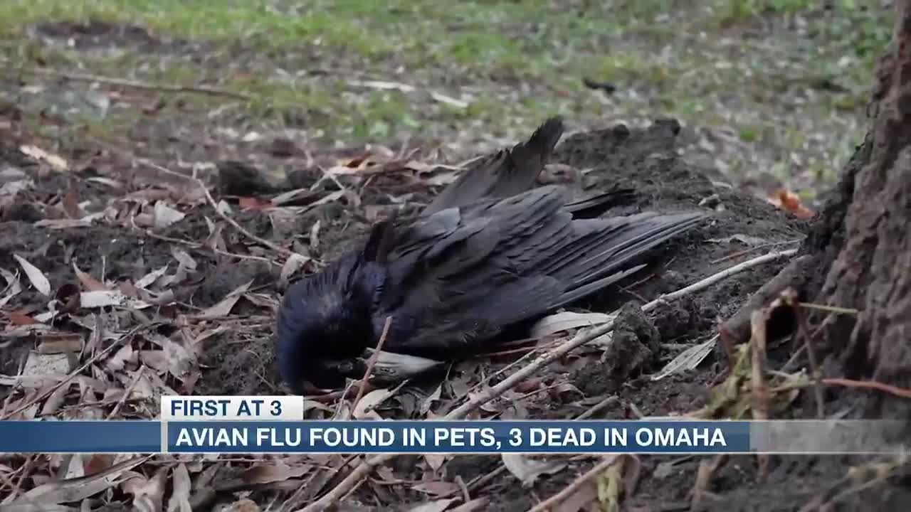 Avian flu showing up in domesticated cats in Nebraska