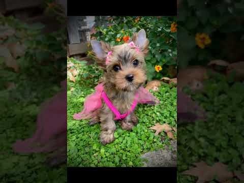 Yorkshire Terrier - Γιορκσάιρ Τεριέ-thumb-1