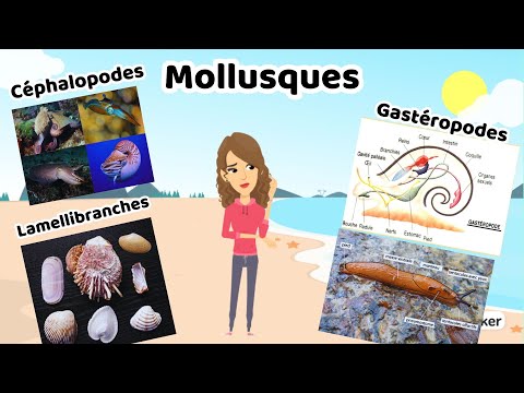 Zoology: Molluscs (gastropods, lamellibranchs, cephalopods)