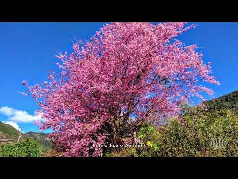 Em tons de rosa, espetáculo das cerejeiras começa a colorir ruas de Nova Friburgo