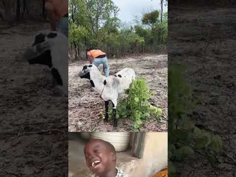 time for jumping sheep #funny