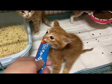 Chim Tsz Yi-CIAO 日本第一銷量貓小食 超級貓模短片大賽