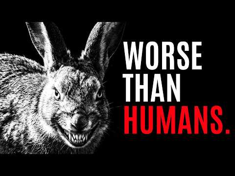 Why You Should Be Terrified of Rabbits