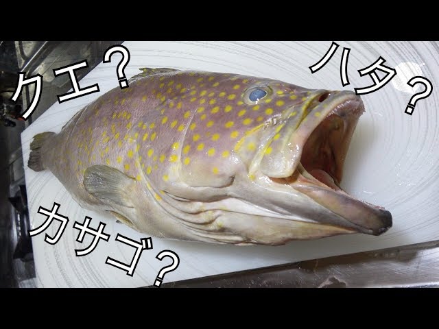 ヨシキリザメ研究室
