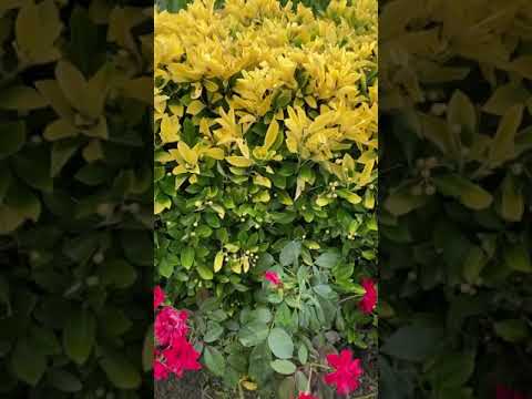 果物の生垣を植える方法は？珍しいプライバシースクリーンに最適な食用低木  庭園