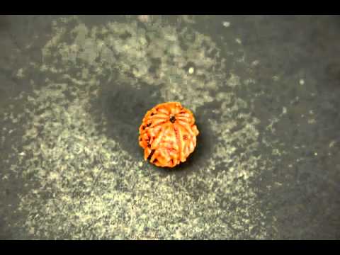 Certified Eleven Faced Rudraksha Sale Online