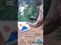 The Sad Truth Behind This Elephant Painting