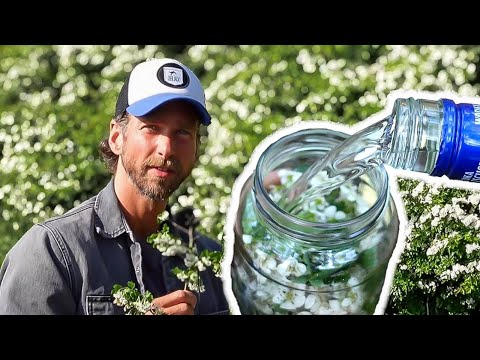 Alles über den Weißdorn inkl. Tinktur und Tee selbst herstellen