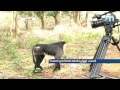 Lion-tailed macaque സിംഹവാലന്‍ കുരങ്ങുകള്‍ അപ്രത്യക്ഷമ