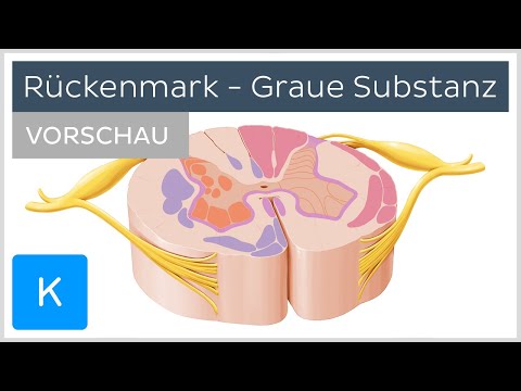 Graue Substanz des Rückenmarks - Aufbau und Funktion (Vorschau) | Kenhub