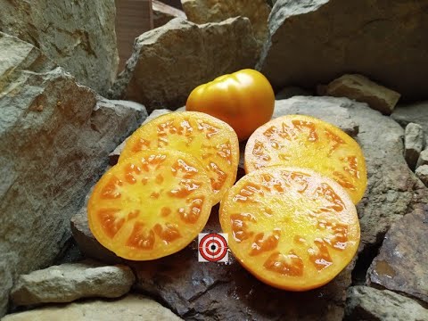 Amana Orange Tomato Review
