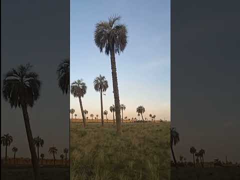 Palmares de Castillos-Rocha+Uruguay