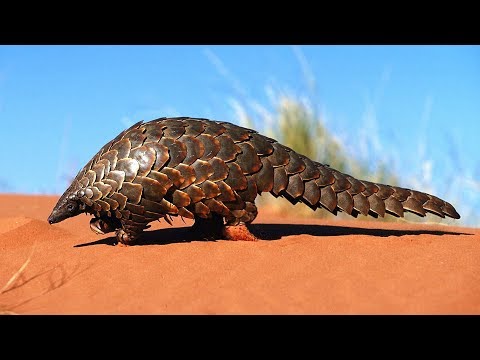 Le pangolin, animal étrange, attachant et menacé