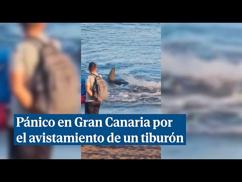 Pánico en una playa de Gran Canaria por la presencia de un tiburón en plena orilla