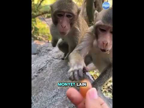 Senyum Monyet Ini Bikin Hati Ikut Sedih🥹
