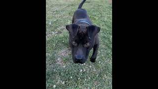Video preview image #1 American Pit Bull Terrier-Staffordshire Bull Terrier Mix Puppy For Sale in Holly Springs, NC, USA