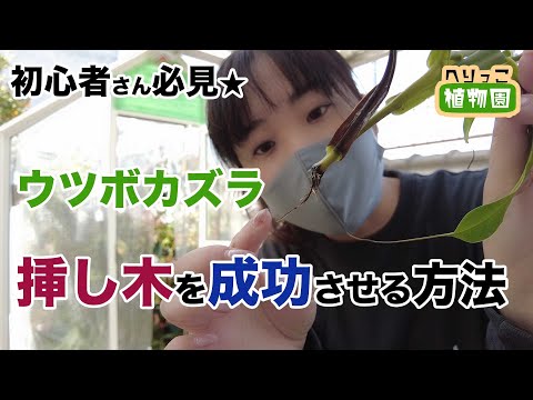 スイカズラの挿し木はいつ、どのように行うのですか?この植物をうまく繁殖させるためのチュートリアルとビデオは次のとおりです。  庭園