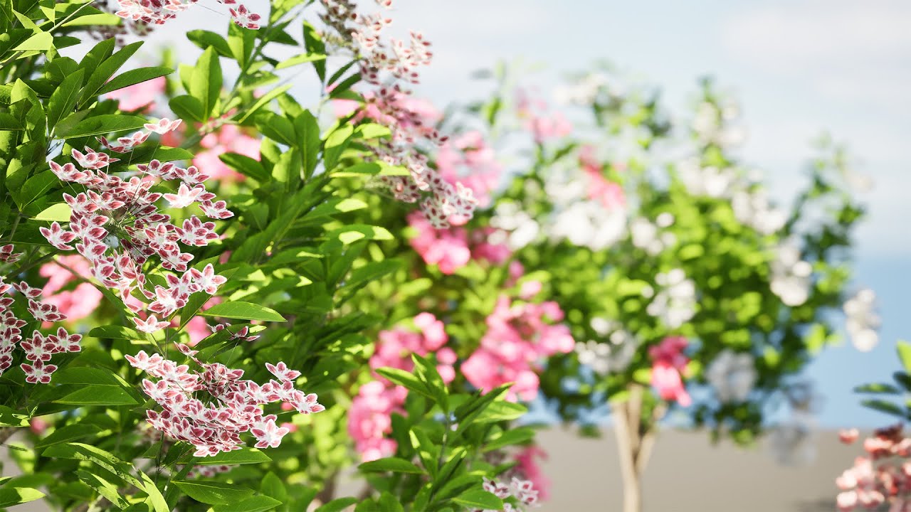 Kalmia Latifolia Flowering Bush 3D Model