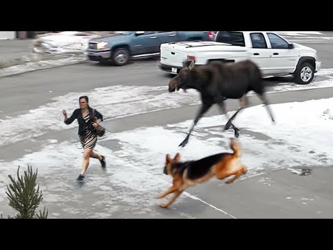 60 Hero Animals That Saved Human Lives