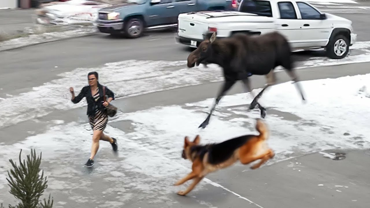 60 Hero Animals That Saved Human Lives