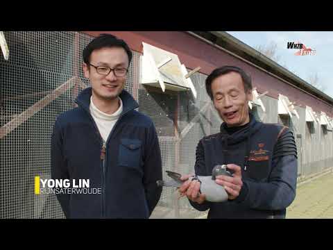 WHZB/TBOTB 2020 Winners - 1st Short & Middle Distance & 1st Ace: Comb. Lin, Rijnstaterwoude